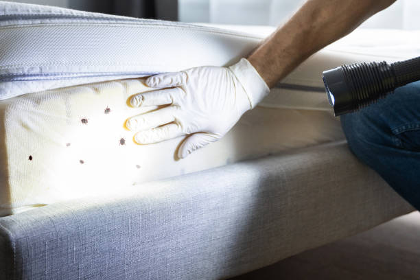 Wasp Removal Services in Forrest, IL