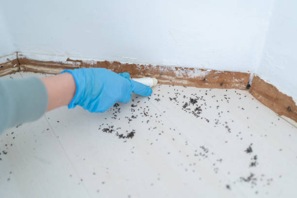 Trusted Forrest, IL Pest Control Experts